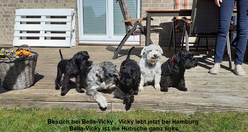 Besuch bei Bella-Vicky , Vicky lebt jetzt bei Hamburg 
Bella-Vicky ist die Hübsche ganz links