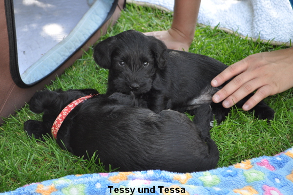 Tessy und Tessa