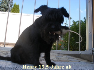 henry1 12.1302