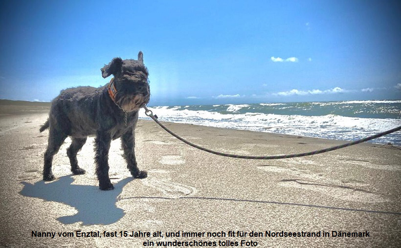 Nanny vom Enztal, fast 15 Jahre alt, und immer noch fit für den Nordseestrand in Dänemark
ein wunderschönes tolles Foto